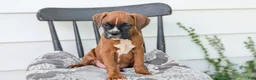 Boxer dogs for sale: Kip - Ad 6