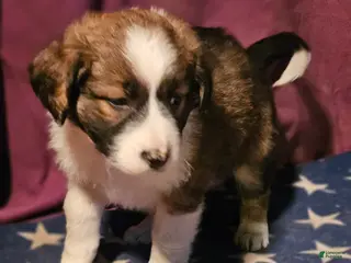 Border Collie dogs Debbie SABLE - Ad 13