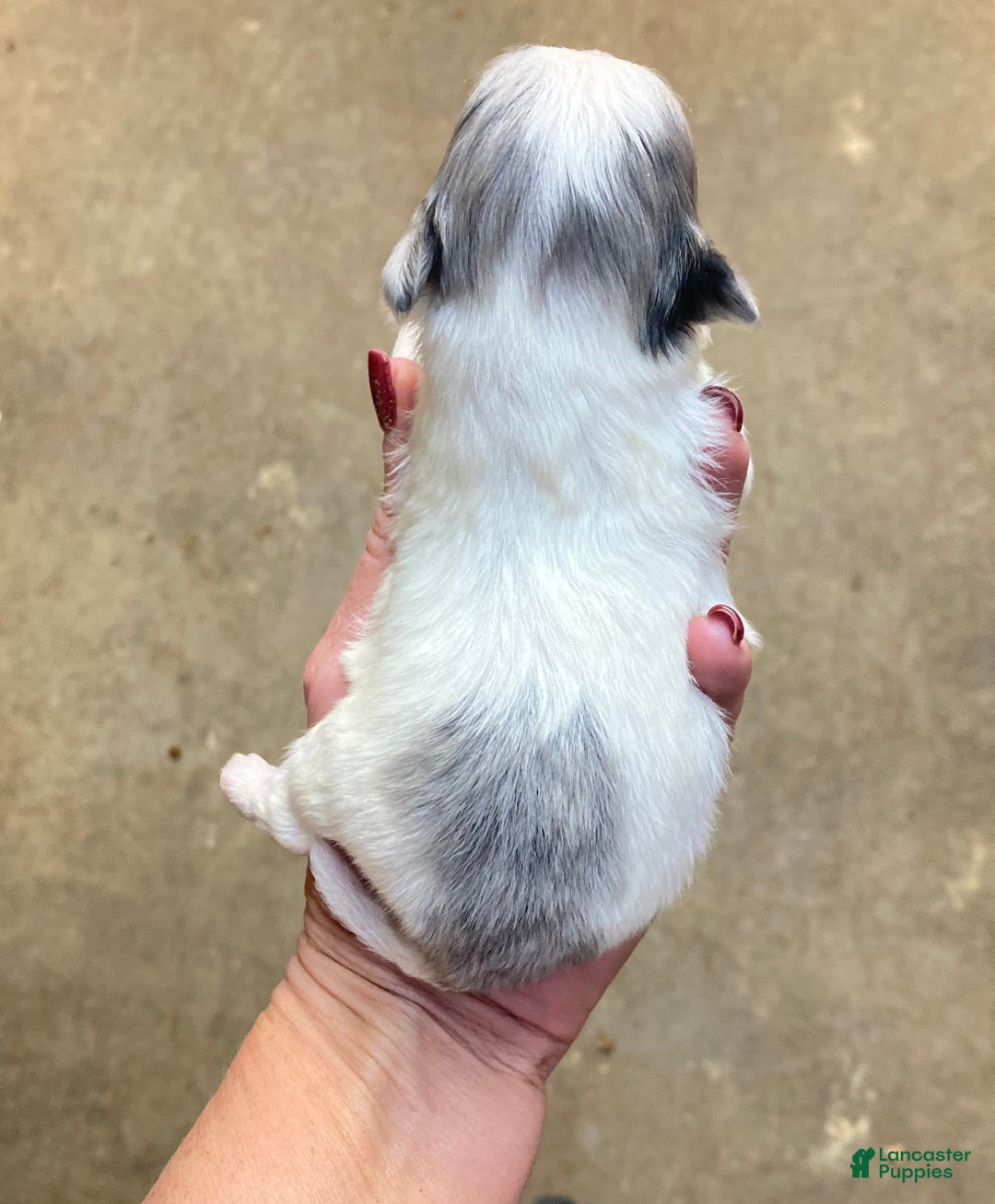 Pomapoo dogs for sale: Pomapoo Puppy 1 - Ad 2