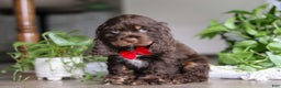 Cocker Spaniel dogs for sale: Luca - Ad 5