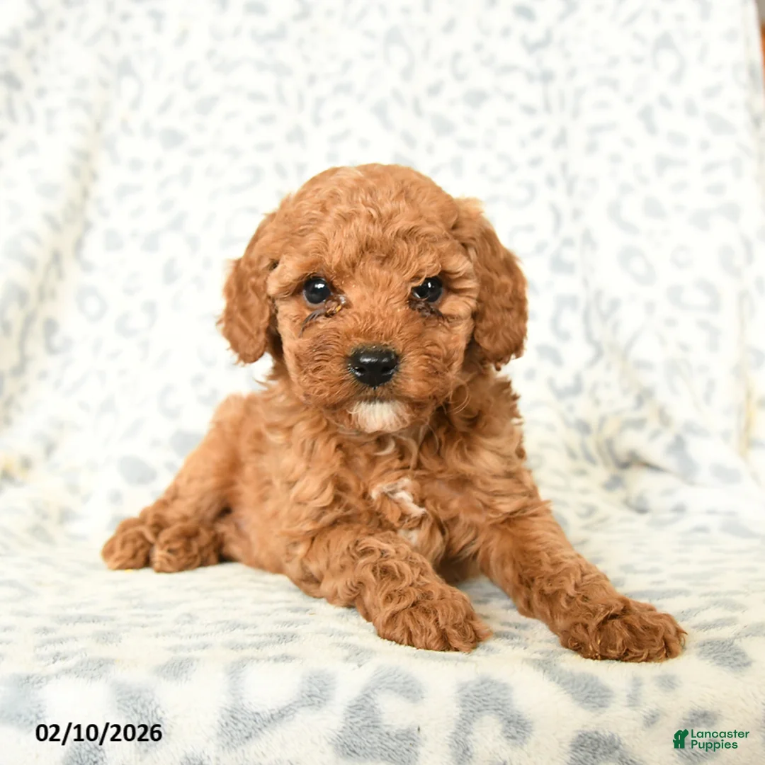 Miniature Poodle dogs for sale: Leo - Ad 2