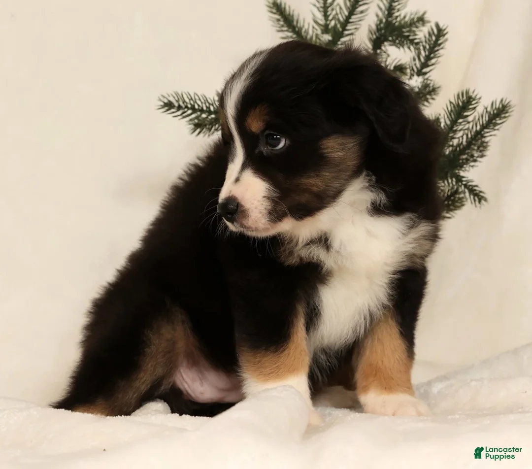 Miniature Australian Shepherd dogs for sale: Tracy - Ad 4