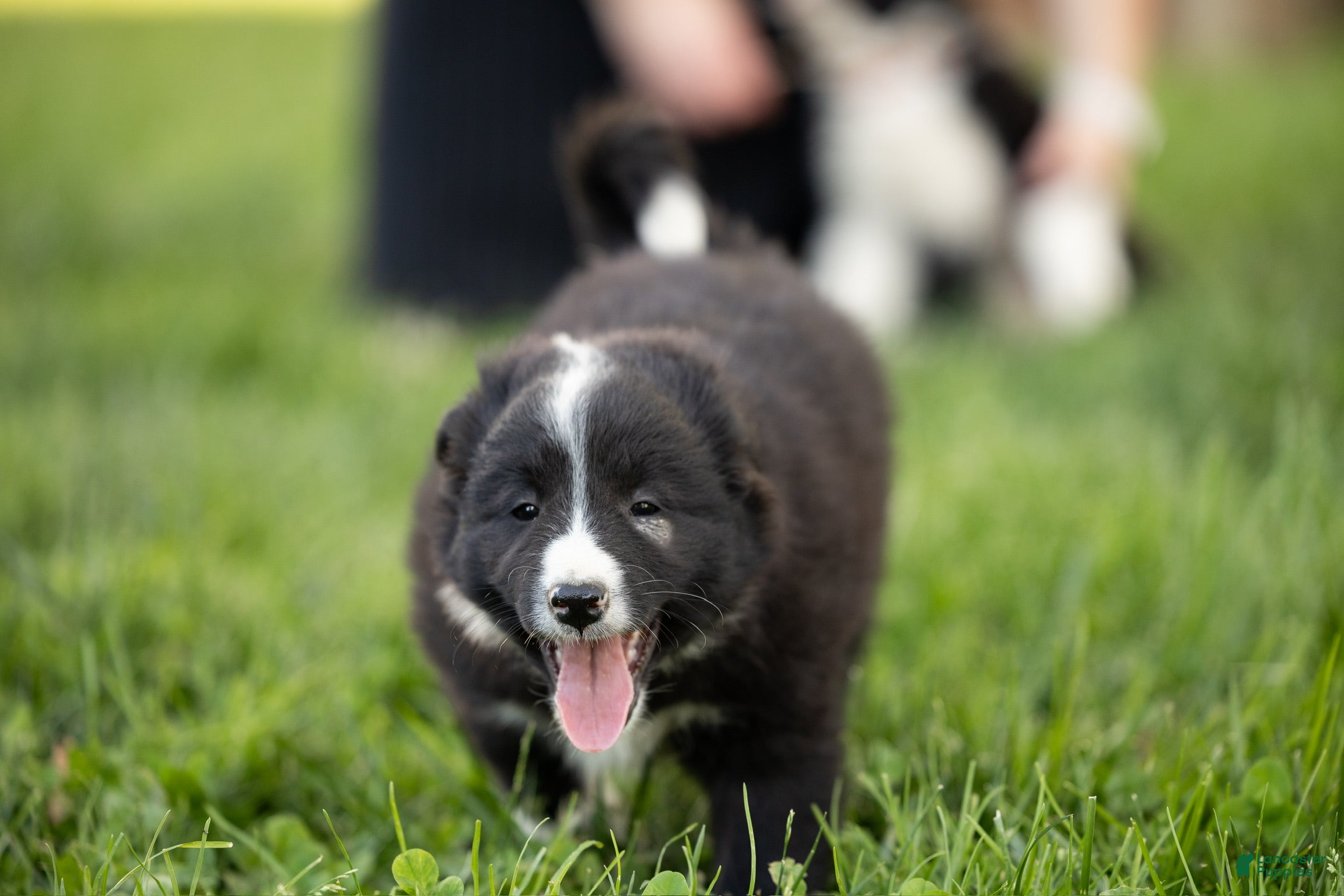 Mixed Breed dogs for sale: Mohawk - Ad 4