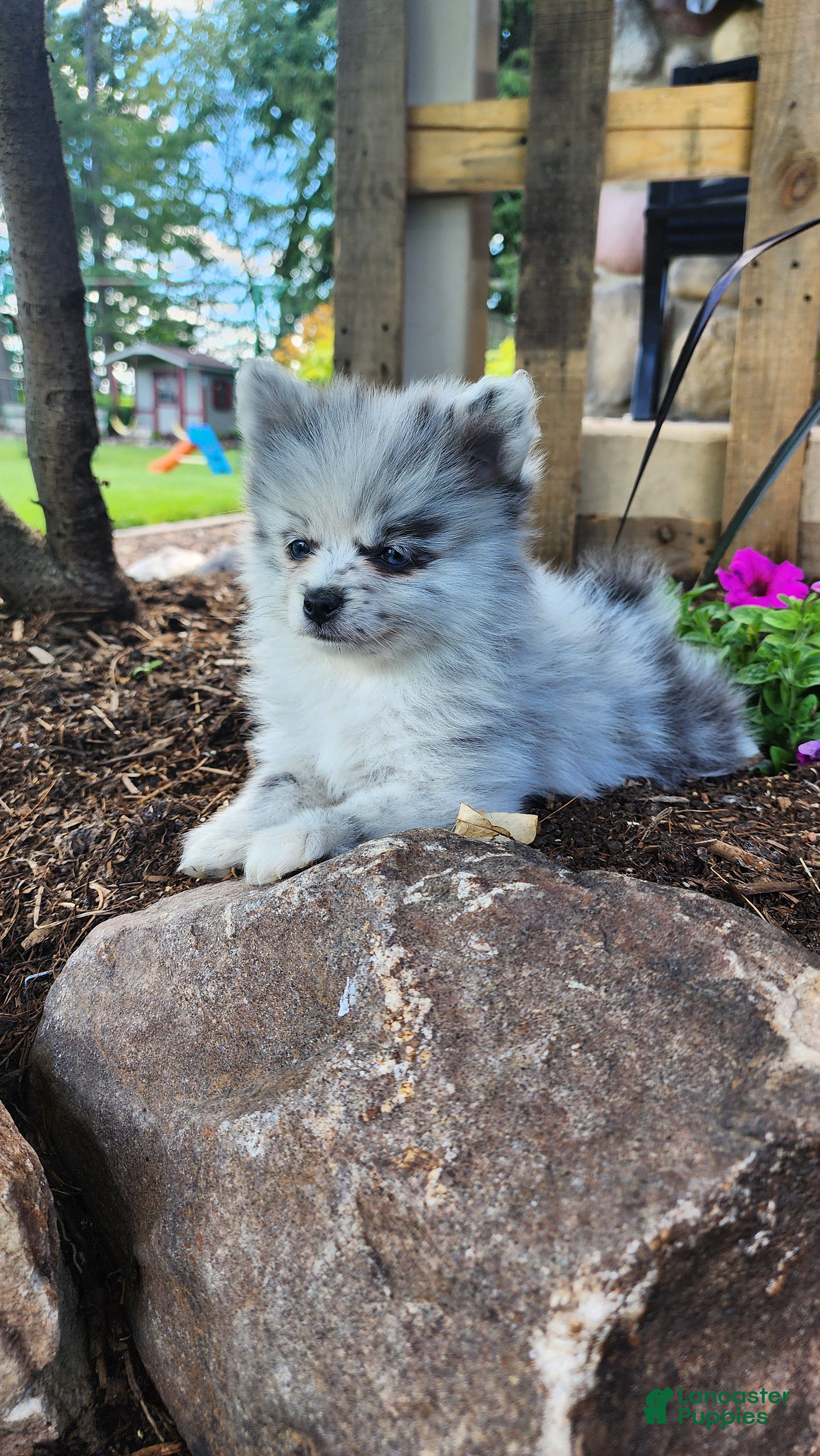 Pomeranian dogs Wynter - Ad 4