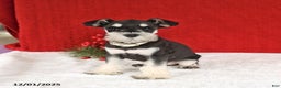 Miniature Schnauzer dogs for sale: Butterfly - Ad 5