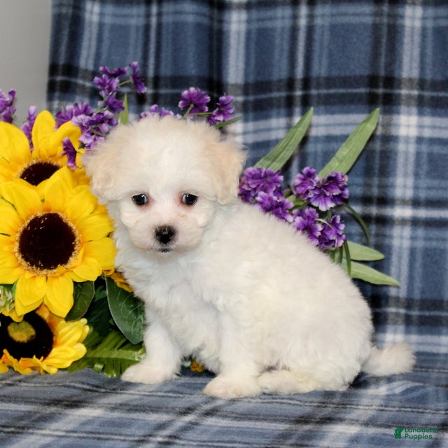 Bichon Frise dogs Flowers - Ad 1