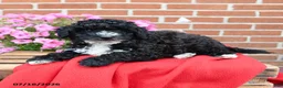 Miniature Poodle dogs for sale: Tux - Ad 3