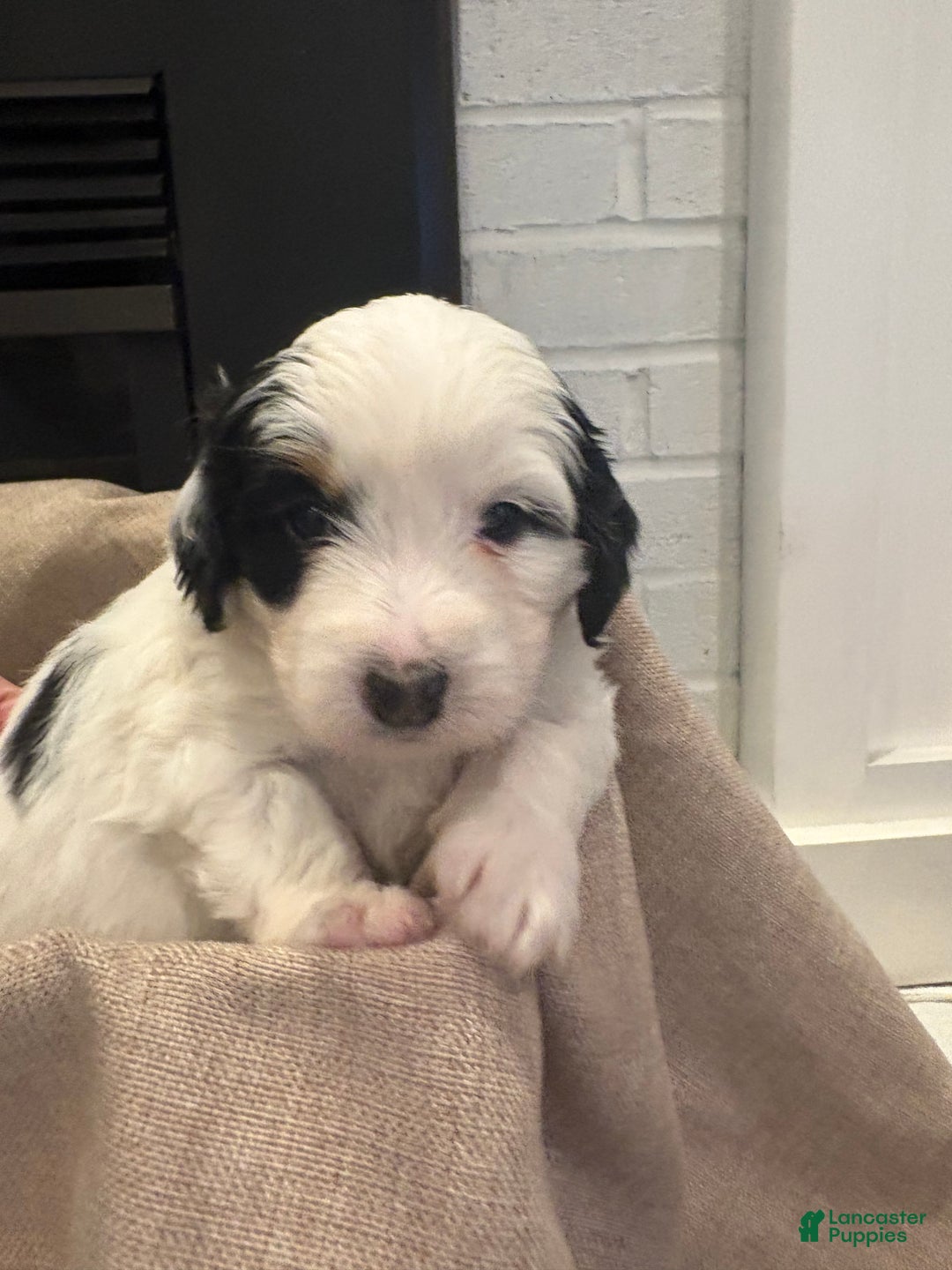 Mini Bernedoodle dogs for sale: Poppy - Ad 4