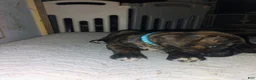 Boxer dogs for sale: Boxer 4 - Ad 5