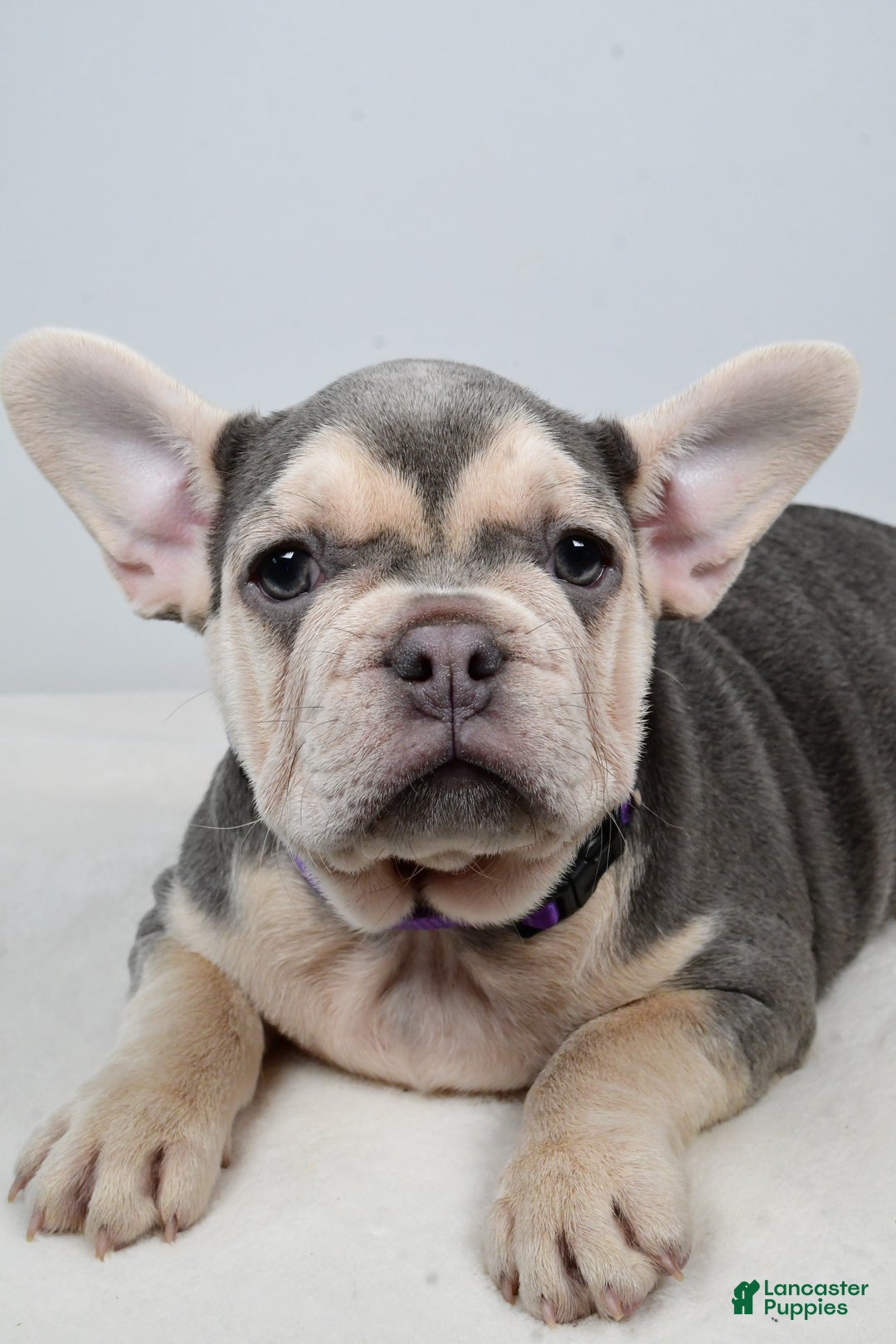 French Bulldog dogs for sale: Chloe  - Ad 4