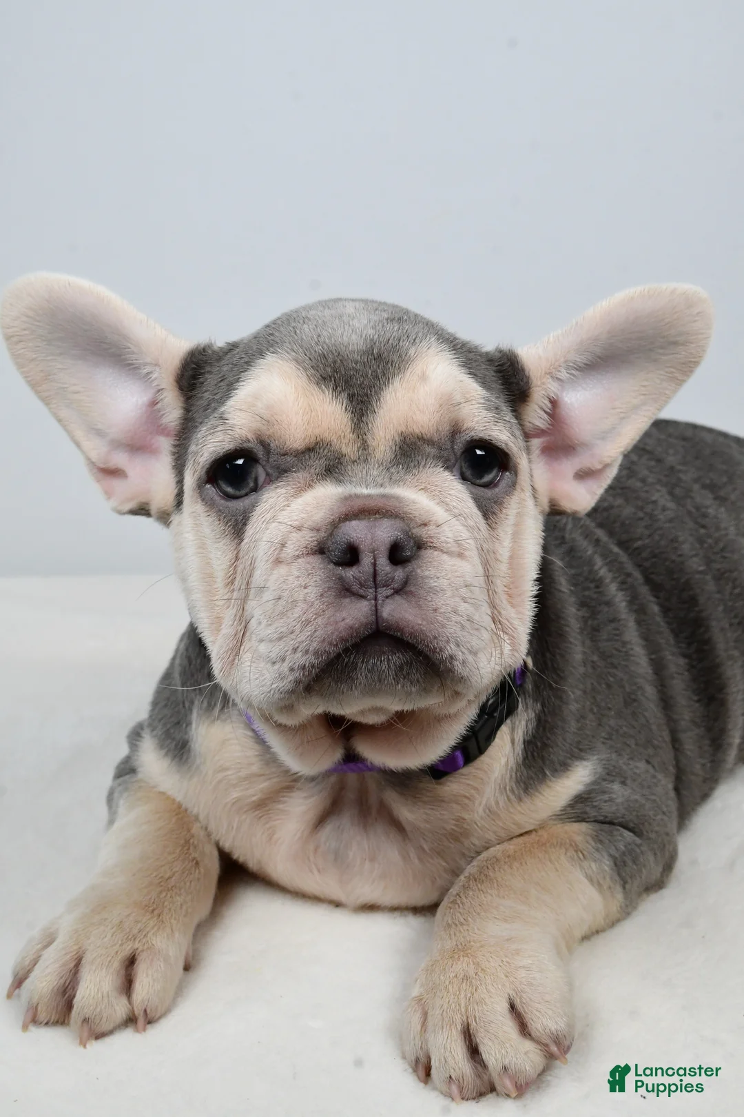 French Bulldog dogs for sale: Chloe  - Ad 4