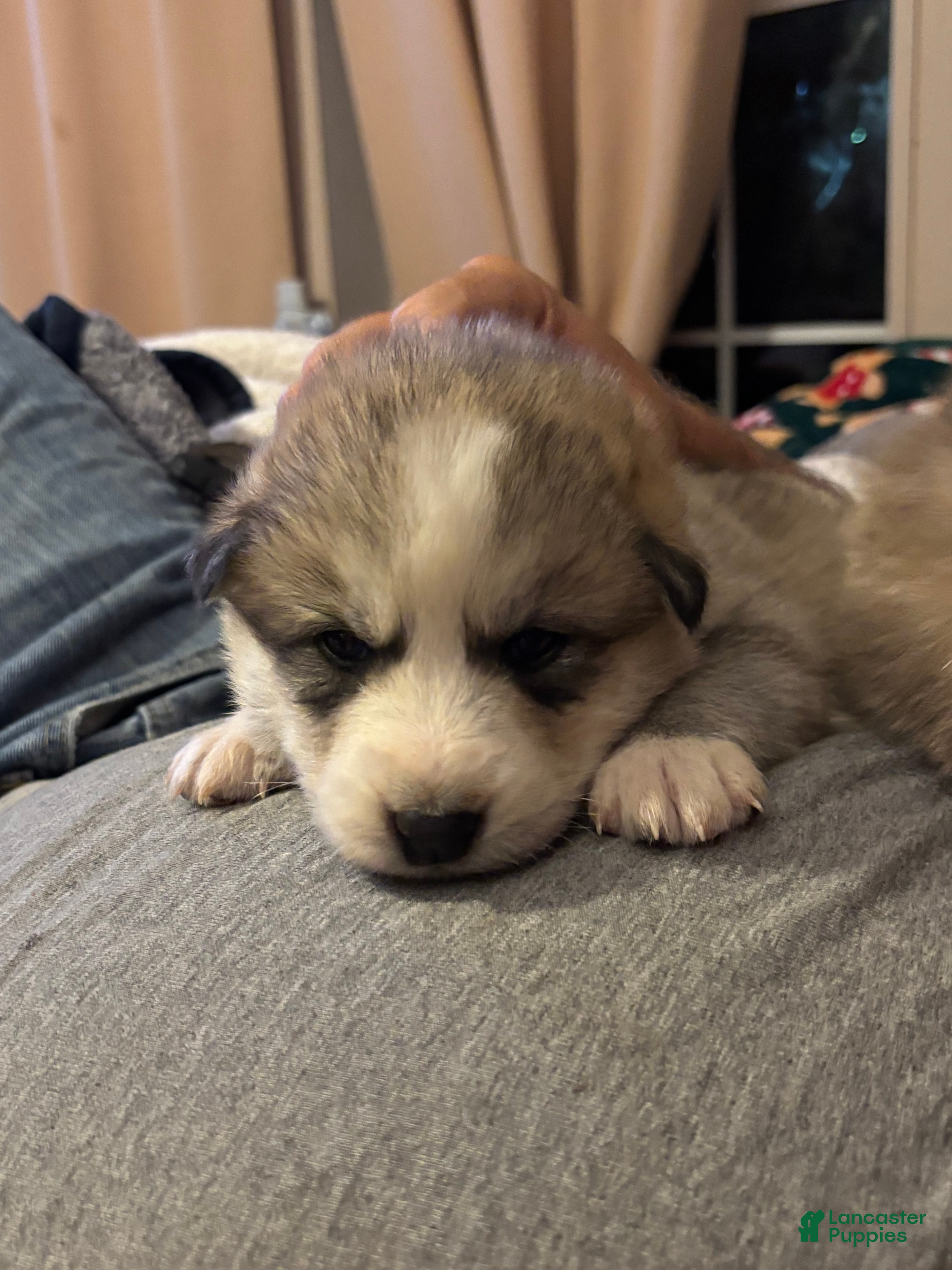 Mixed Breed dogs Gray wolfdog girl  - Ad 6