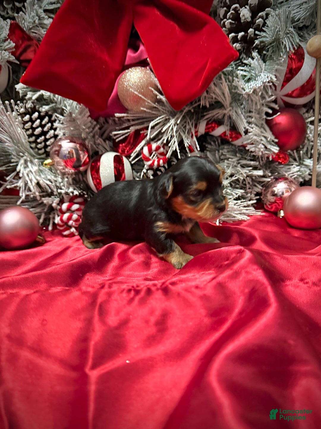 Yorkshire Terrier dogs for sale: Fettuccine  - Ad 20