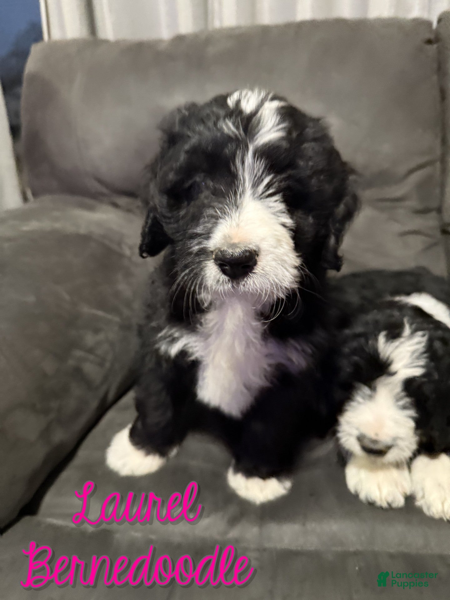 Bernedoodle dogs Laurel - Ad 21