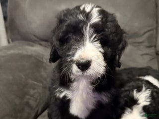 Bernedoodle dogs Laurel - Ad 21