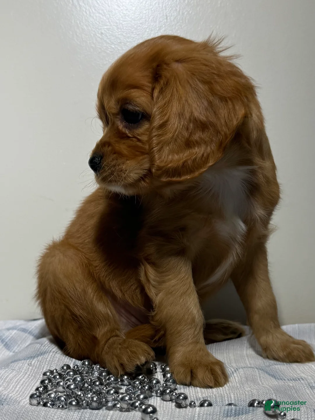 Cavapoo dogs for sale: Spencer Cavapoo  - Ad 2