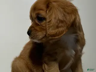 Cavapoo dogs Spencer Cavapoo - Ad 2