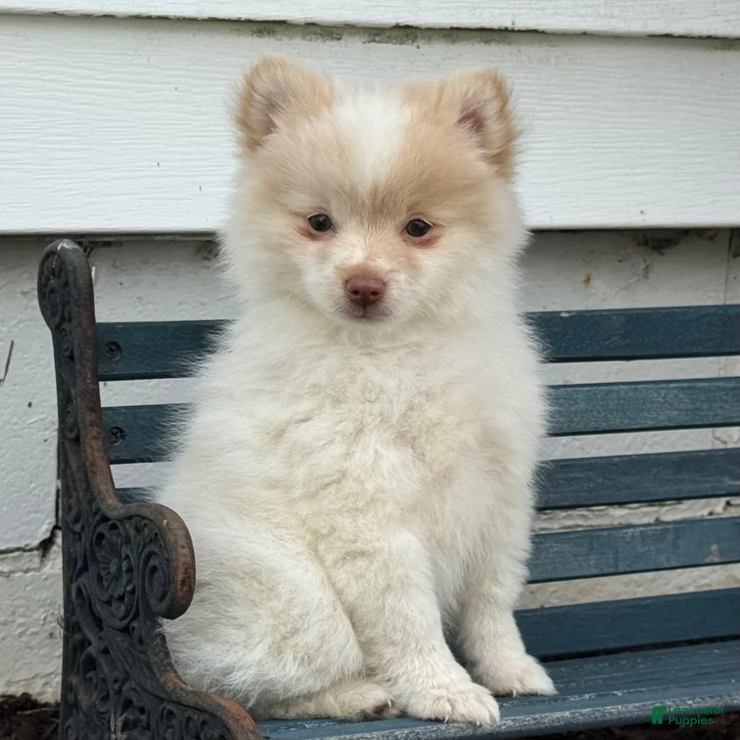 Pomeranian dogs for sale: Walker - Ad 6