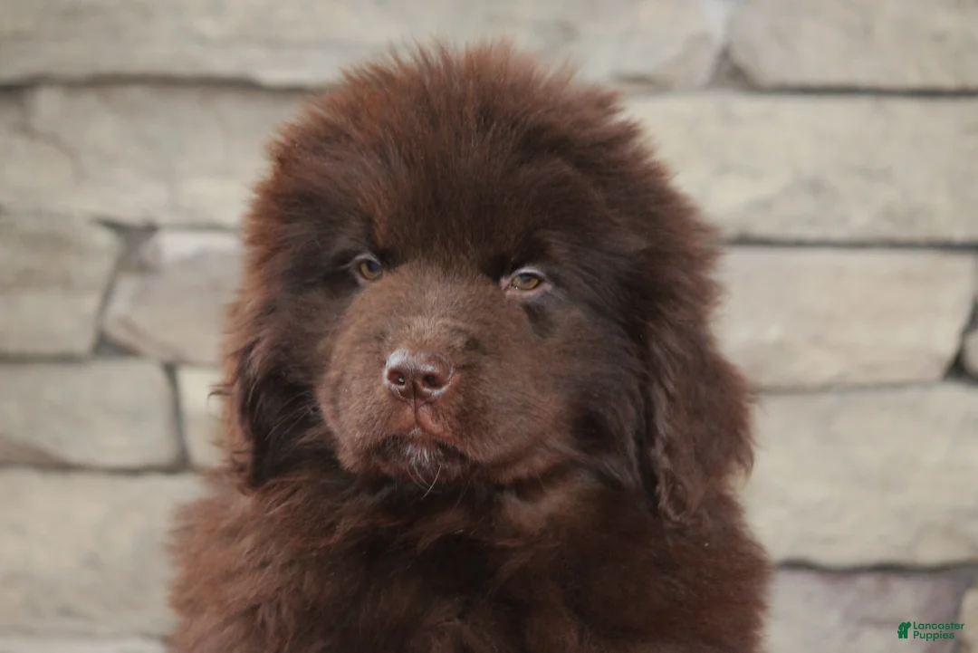 Newfoundland dogs for sale: Pansy  - Ad 7