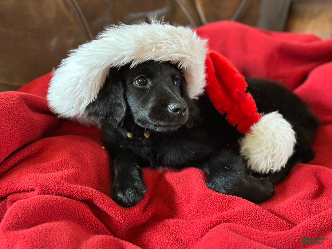 Goldendoodle dogs for sale: Yellow collar girl - Ad 1