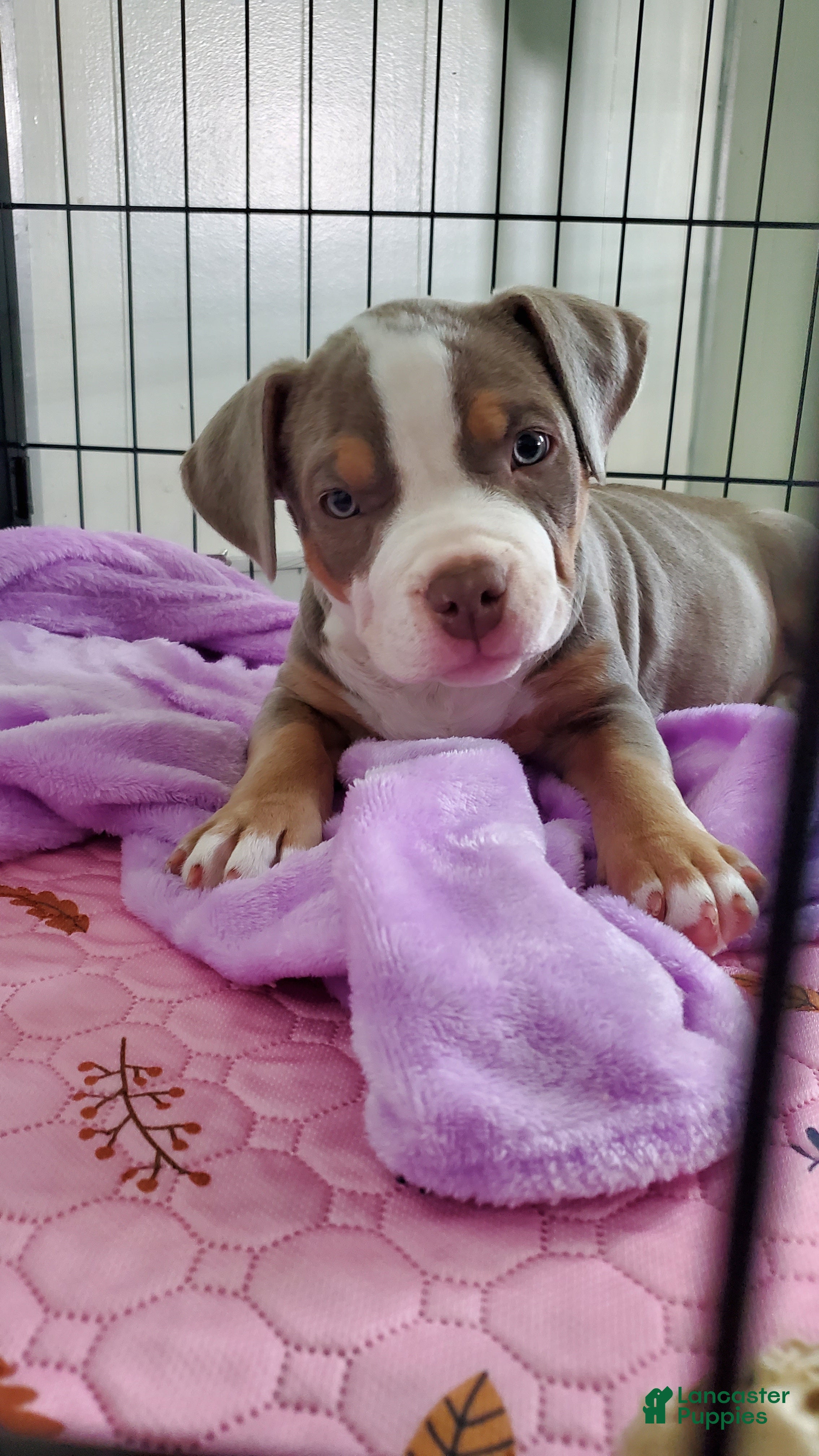 American Bully dogs American Bully 4 - Ad 1