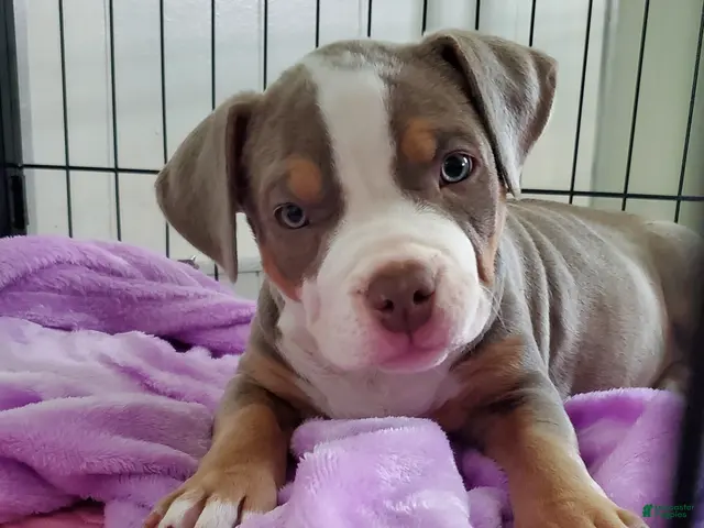 American Bully dogs for sale: American Bully 4 - Ad 1