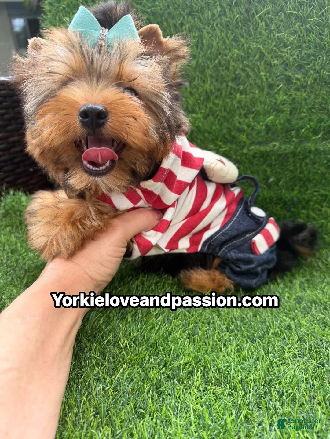 Yorkshire Terrier dogs for sale: Traditional male  - Ad 7