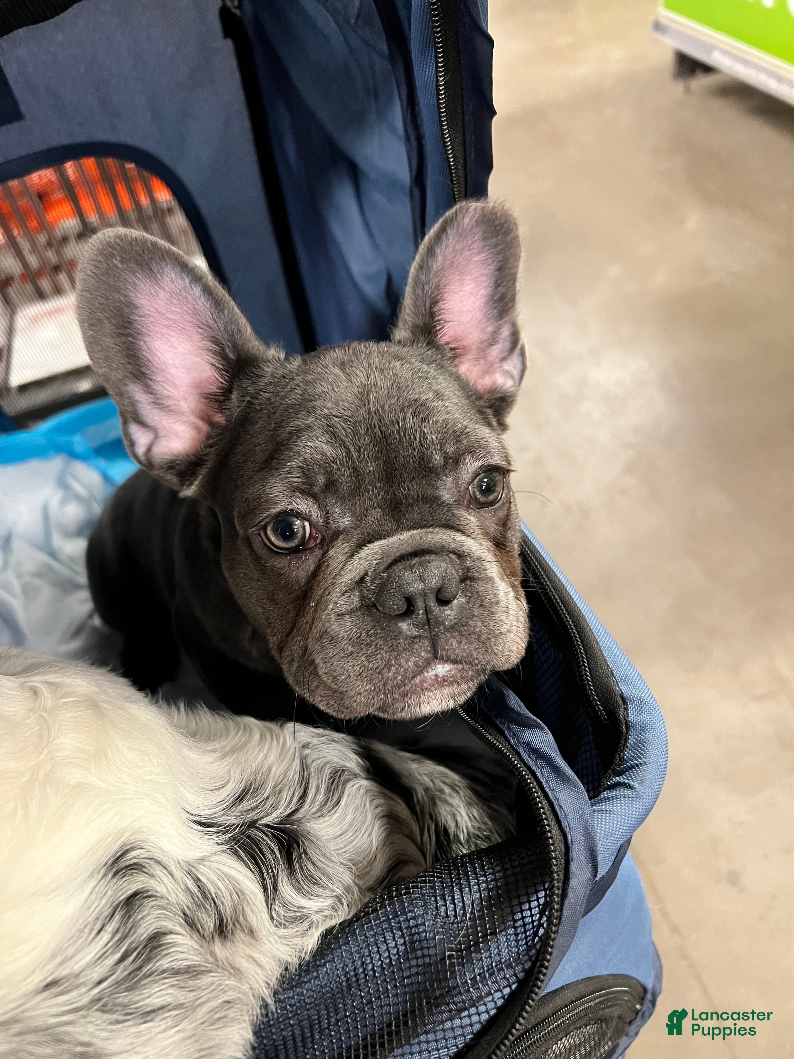 French Bulldog dogs MISO - Ad 22