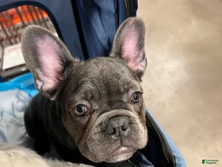 French Bulldog dogs MISO - Ad 22