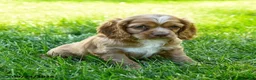 Cocker Spaniel dogs for sale: Starbucks - Ad 2