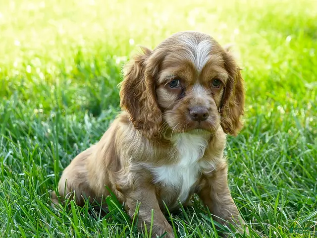 Cocker Spaniel dogs Starbucks - Ad 2