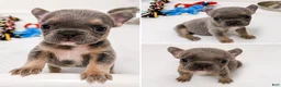 French Bulldog dogs for sale: 😍Ivy- Blue AKC French Bulldog Female | Ready Now! - Ad 13