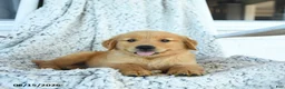 Golden Retriever dogs for sale: Grant - Ad 3