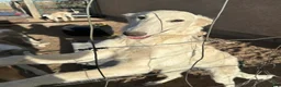 Mixed Breed dogs for sale: Blondie - Ad 5