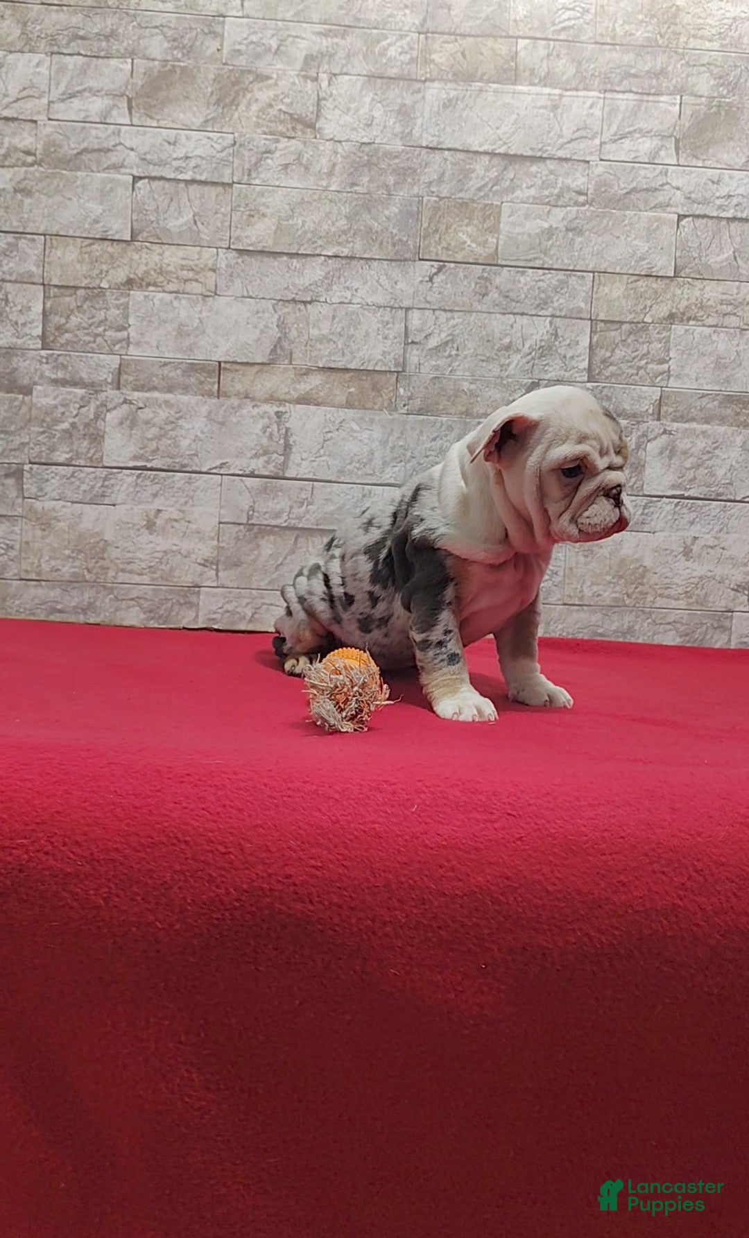 English Bulldog dogs for sale: Renae - Ad 4