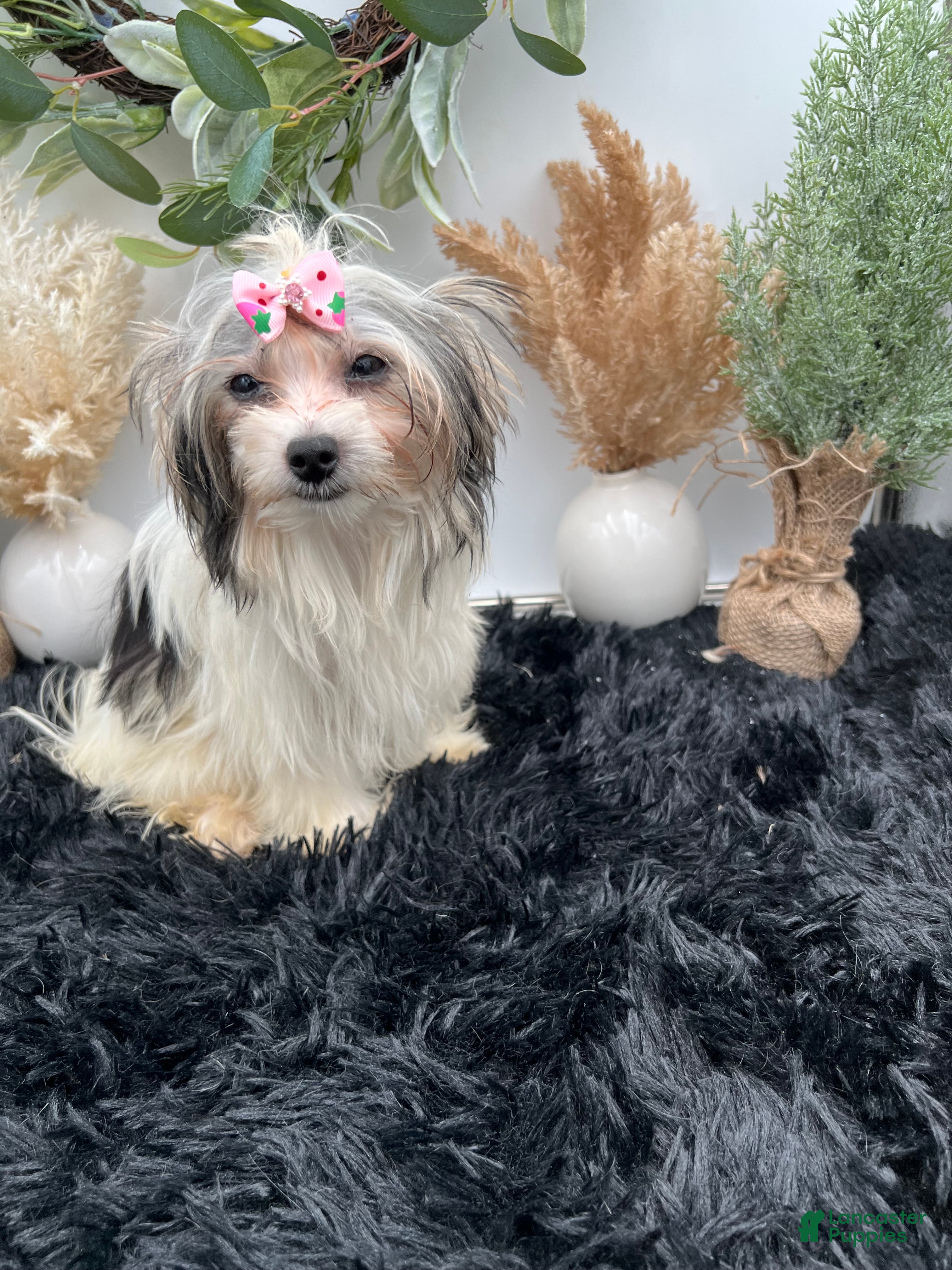 Morkie dogs Iris the tiny Morkie - Ad 2
