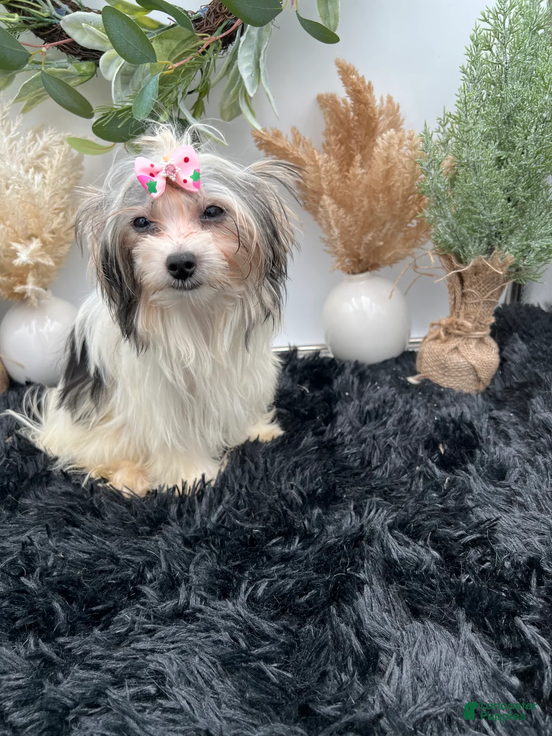 Morkie dogs for sale: Iris the tiny Morkie - Ad 2