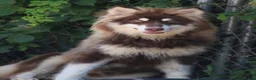 Pomsky dogs for sale: Blake - Ad 1