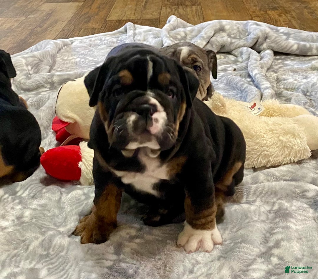 English Bulldog dogs for sale: Opal - Ad 6