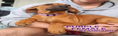 Rhodesian Ridgeback Puppy 4