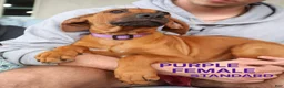 Rhodesian Ridgeback dogs for sale: Rhodesian Ridgeback Puppy 4 - Ad 1
