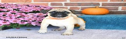 Pug dogs for sale: Goldie - Ad 20