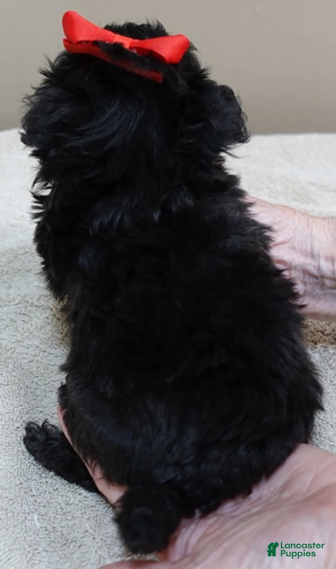 Maltipoo dogs for sale: Harlan 1 lb 3 ozs - Ad 11