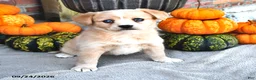 Mixed Breed dogs for sale: Sage - Ad 4