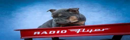 Frenchton dogs for sale: Peaches 🍑 — A Charming F2 Frenchton Puppy! - Ad 17