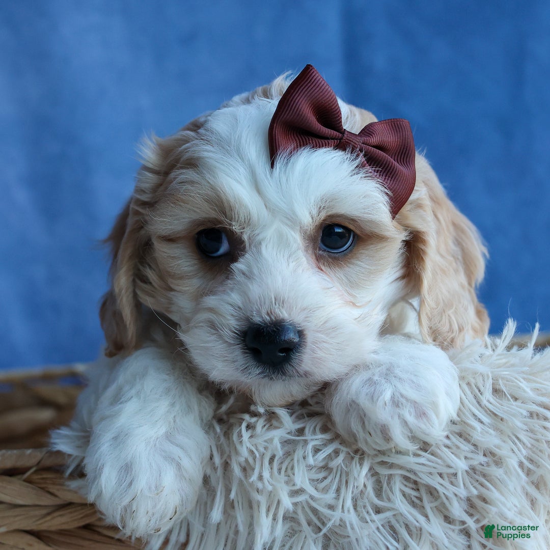 Cavachon dogs for sale: LONNIE - Ad 17