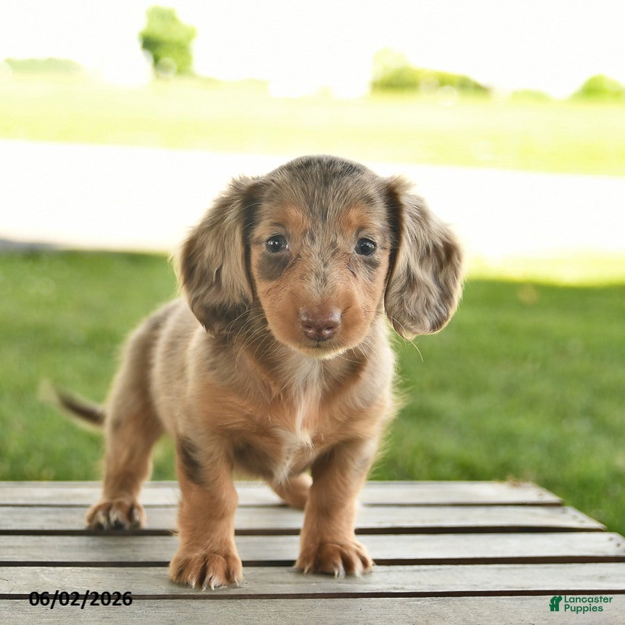 Miniature Dachshund dogs for sale: Nutmeg  - Ad 1