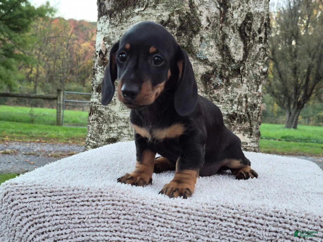 Miniature Dachshund dogs for sale: Peanut  - Ad 2