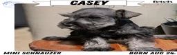 Miniature Schnauzer dogs for sale: Casey - Ad 1