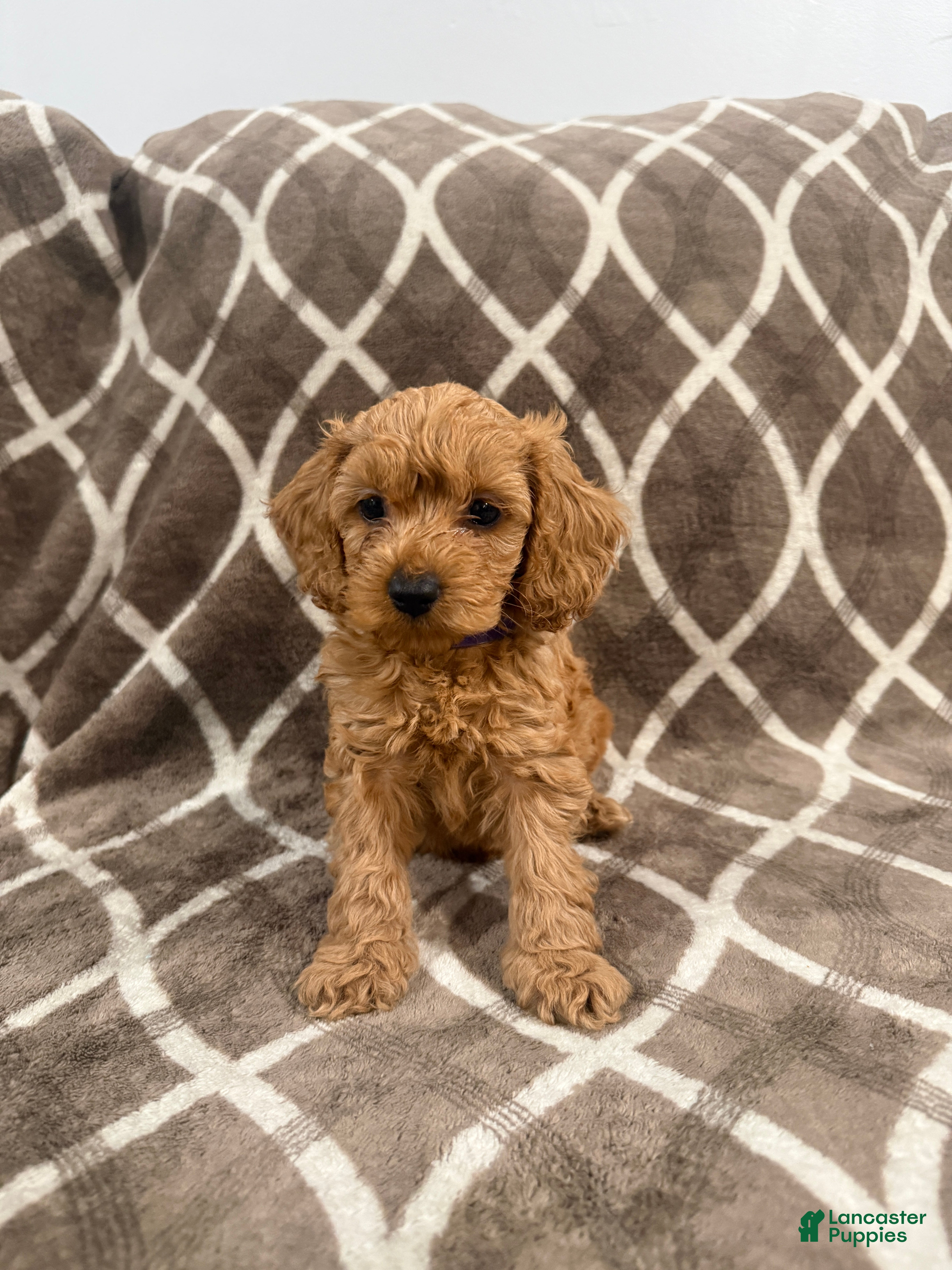 Cockapoo dogs Rusty - Ad 2